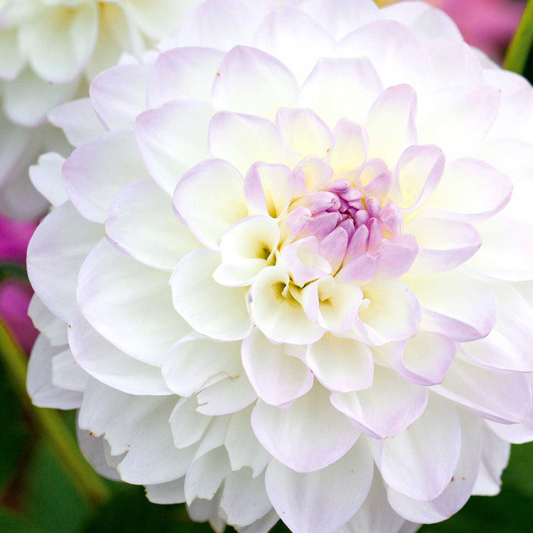 Dahlia 'Eveline'