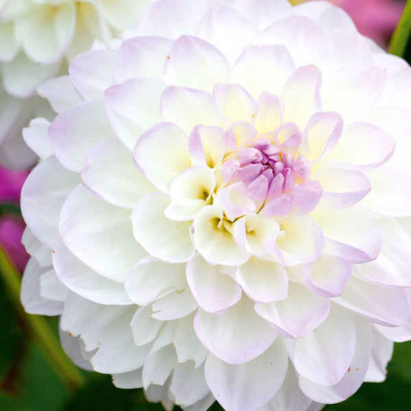 Dahlia 'Eveline'
