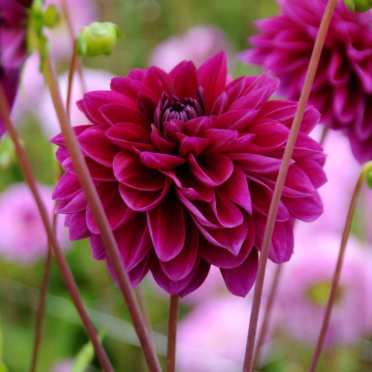 Dahlia Plant 'Le Baron'