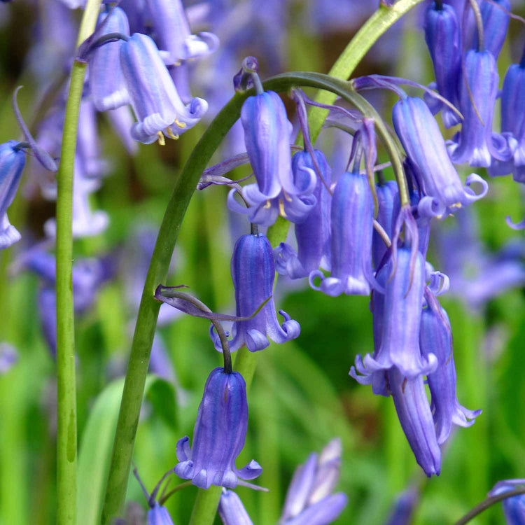 Hyacinthoides non Scripta (British Native Bluebells) x 250 Bulbs in the Green