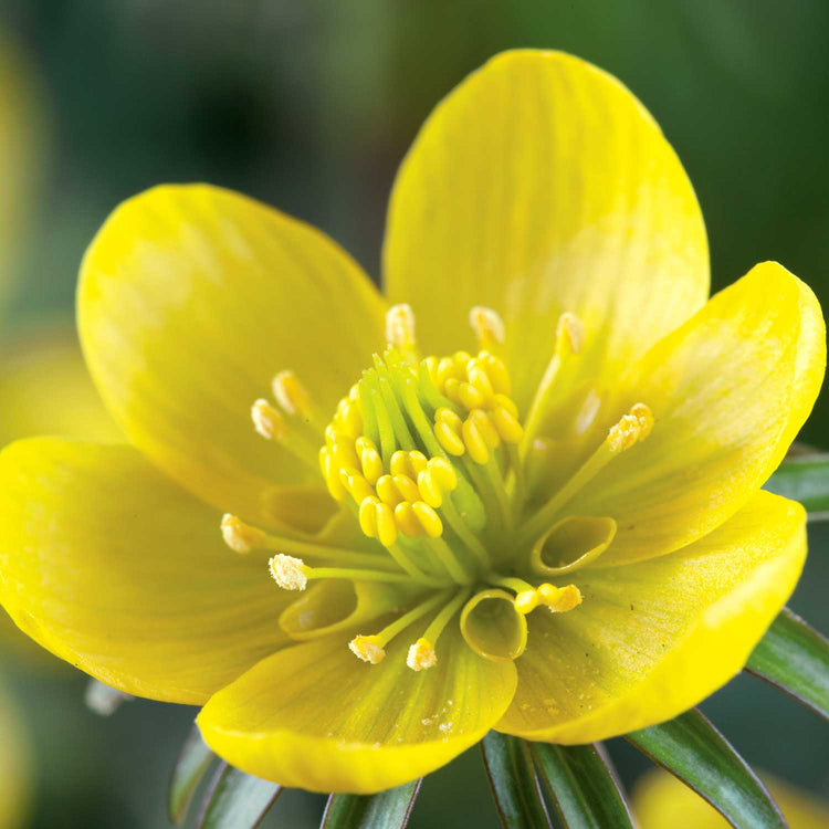 Eranthis hyemalis (Winter Aconite) x 250 Bulbs in the Green