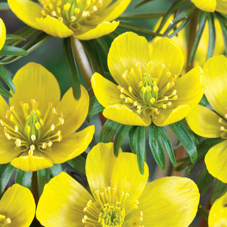 Eranthis hyemalis (Winter Aconite) x 250 Bulbs in the Green