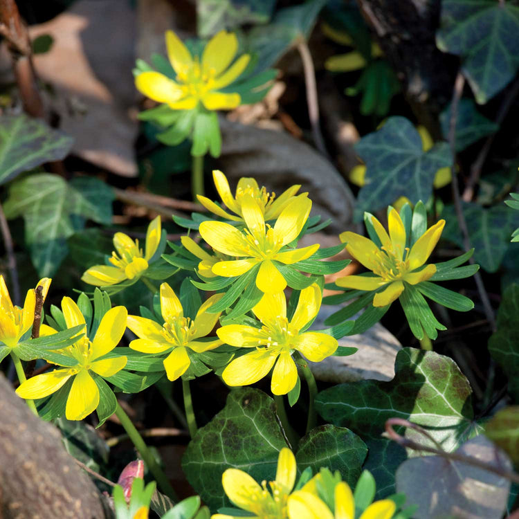 Eranthis hyemalis (Winter Aconite) x 250 Bulbs in the Green