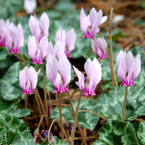 Cyclamen hederifolium, Ivy-Leaved cyclamen - 5 Bulbs