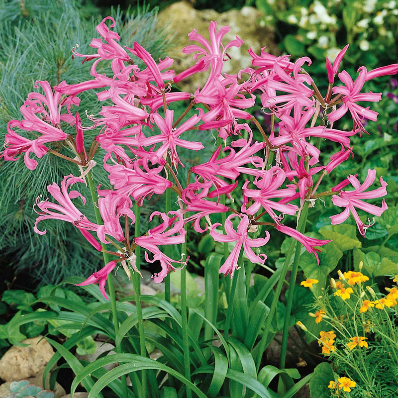 Nerine Plant 'Bowdenii'