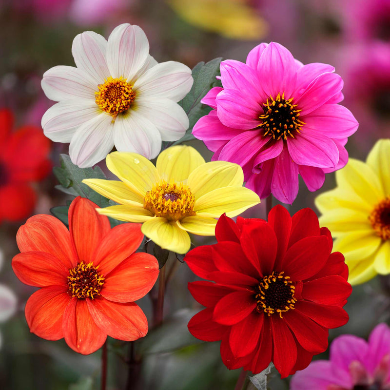 Dahlia Tubers 'Redskin Mix'