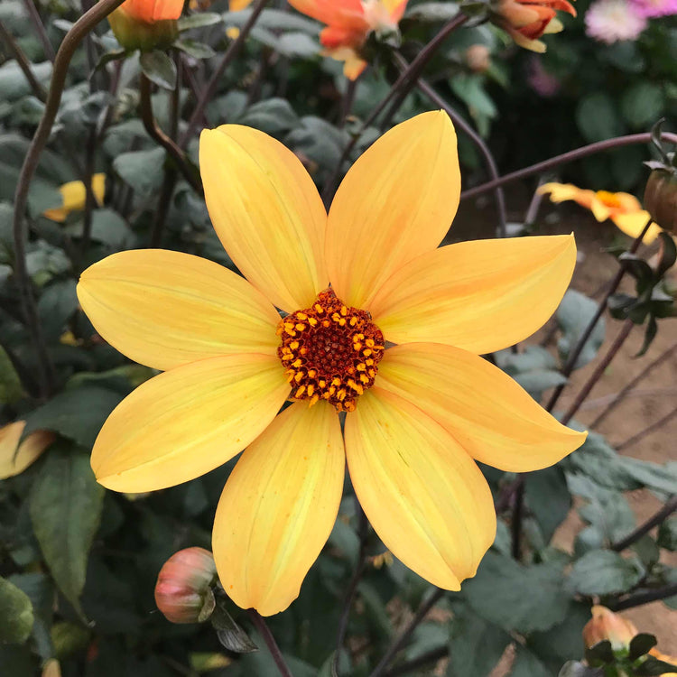 Dahlia Tuber 'Bishop of York'