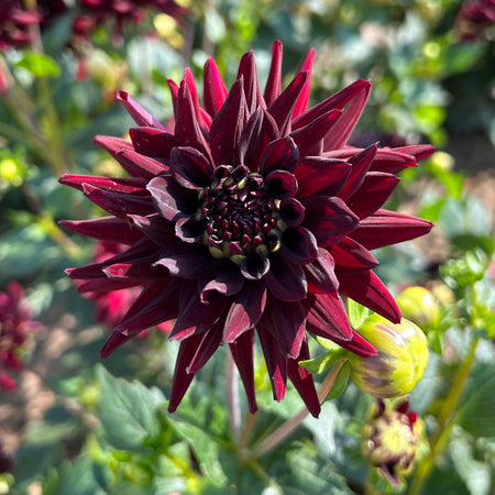 Dahlia Tuber 'Tamburo'