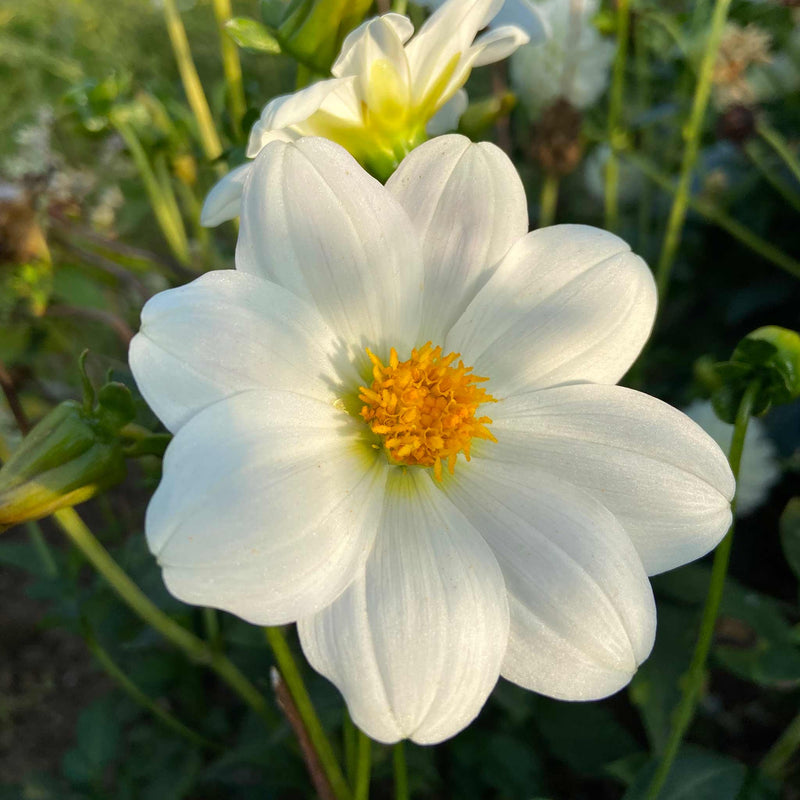 Dahlia Tuber 'Sneezy'