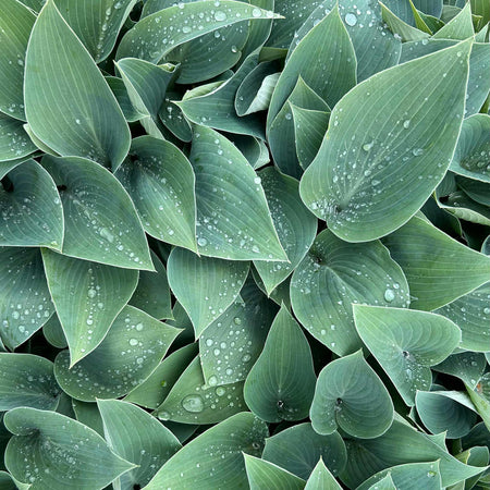 Hosta Slug Resistant Collection