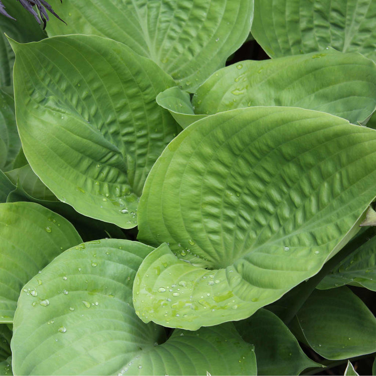 Hosta Slug Resistant Collection