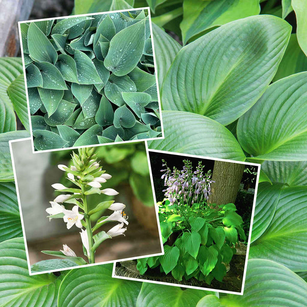 Hosta Plant Slug Resistant Collection