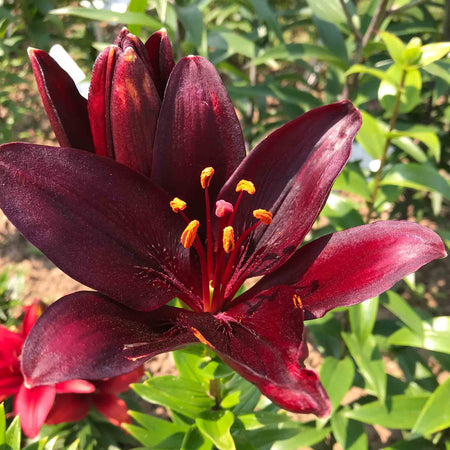 asiatic lily dark secret Lily Plant 'Dark Secret'
