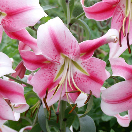 Lily Plant 'Skyscraper Mix'