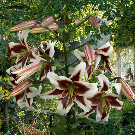 Lily Plant 'Skyscraper Mix'