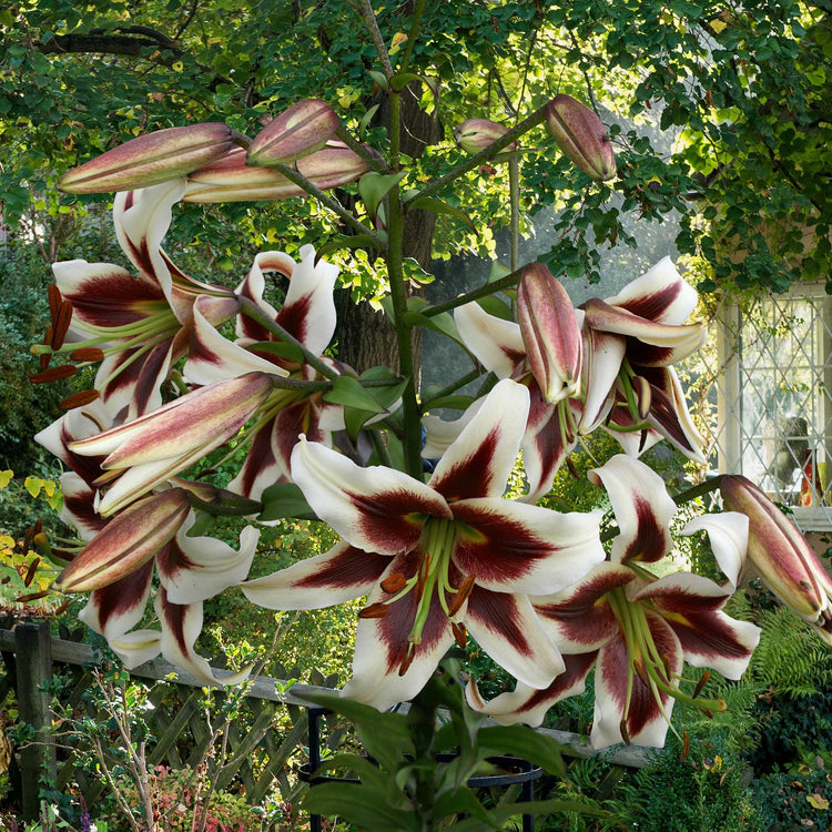 Lily Plant 'Skyscraper Mix'