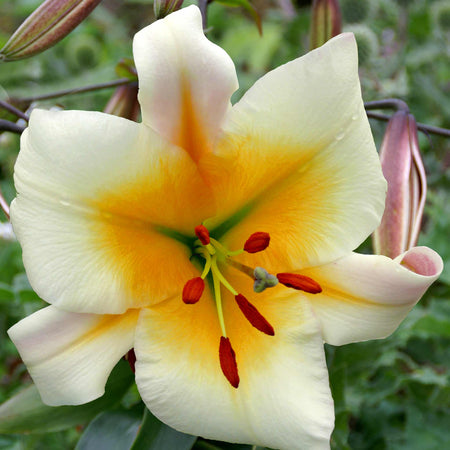 Lily Plant 'Skyscraper Mix'