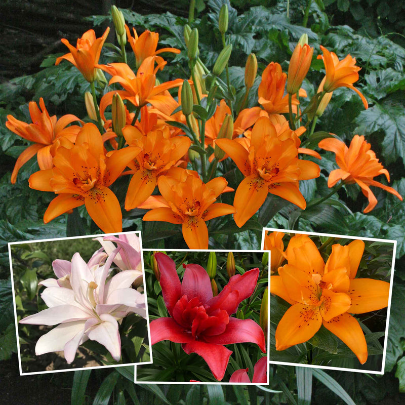 Lily Plant 'Pollen Free Mix'