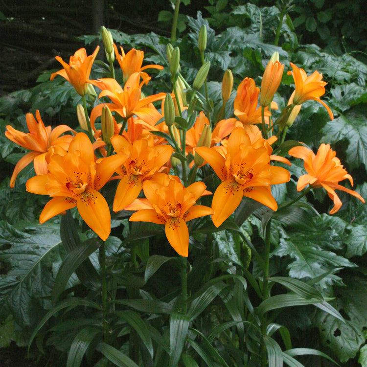 Lily Plant 'Pollen Free Mix'