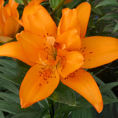 Lily Plant 'Pollen Free Mix'
