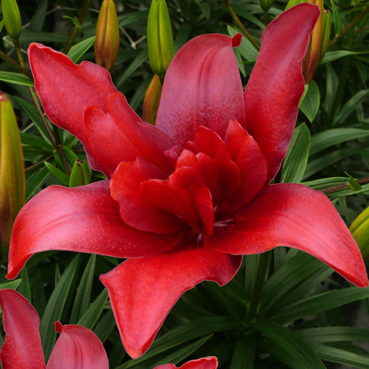 Lily Plant 'Pollen Free Mix'