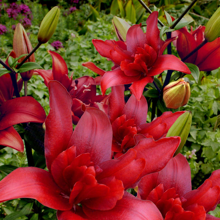 Lily Plant 'Pollen Free Mix'