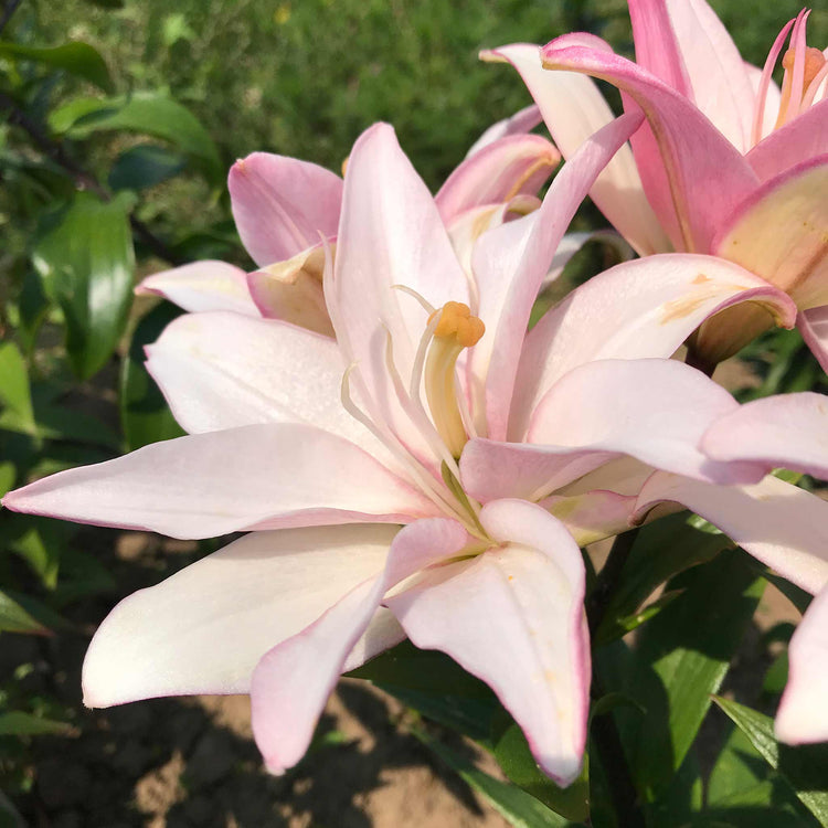 Lily Plant 'Pollen Free Mix'