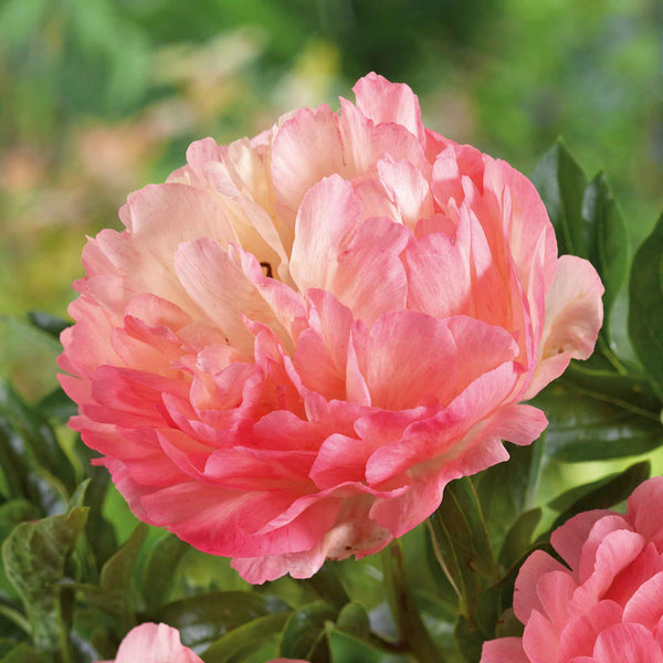 Paeonia Bare Root Plant 'Coral Sorbet'