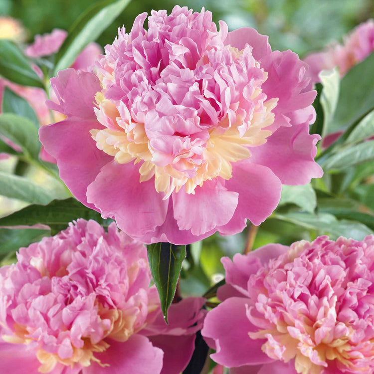 Paeonia Bare Root Plant 'Sunset'