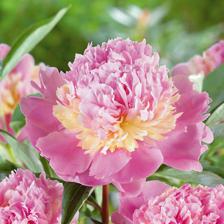 Paeonia Bare Root Plant 'Sunset'