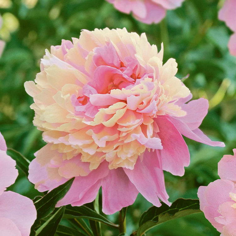 Paeonia Bare Root Plant 'Sunset'