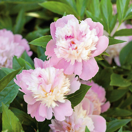 Paeonia Bare Root Plant 'Sunset'