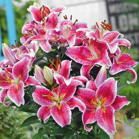 100 Days of Summer Flower Collection