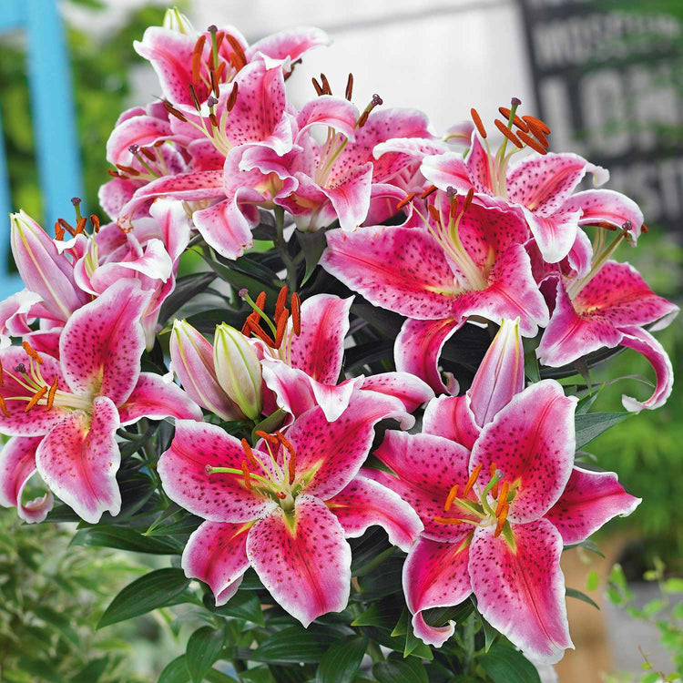 100 Days of Summer Flower Collection