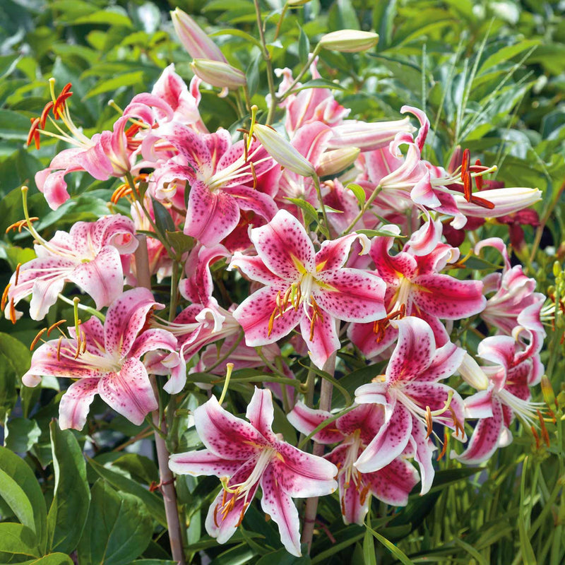 Lily Plant 'Stargazer'