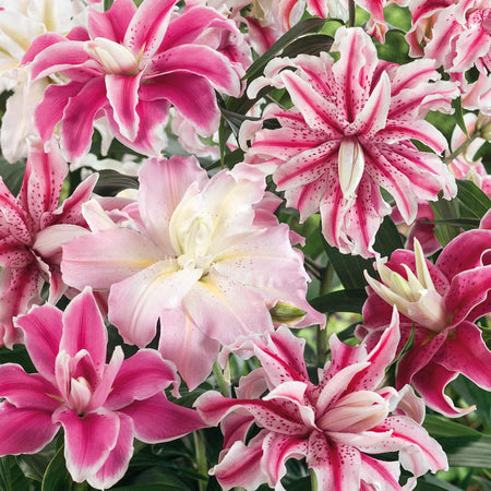 100 Days of Summer Flower Collection