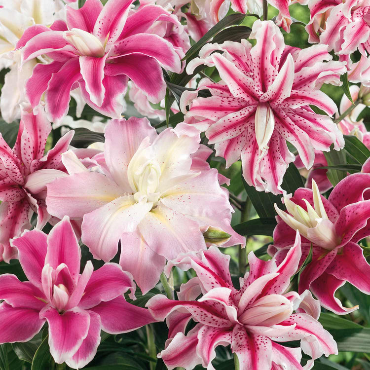 100 Days of Summer Flower Collection