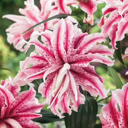 Lily Plant 'Magic Star'