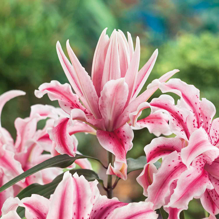 Lily Plant 'Magic Star'