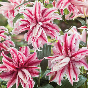 Lillium 'Magic Star' x 5 Bulbs | Buy Lillium Bulbs Online 