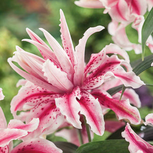 Lillium 'Magic Star' x 5 Bulbs | Buy Lillium Bulbs Online 