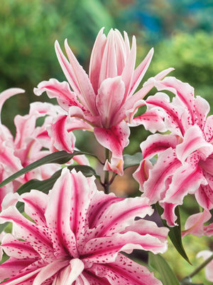 Up to 40% Off Summer Bulbs