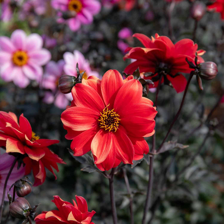 Dahlia Tubers 'Bee and Butterfly Honey Fest'