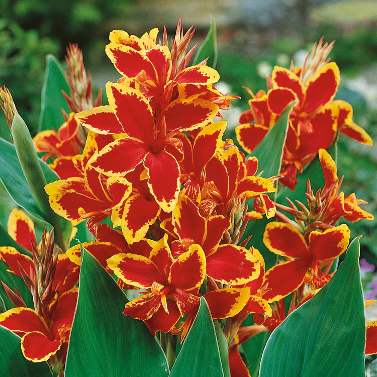 Canna Lily Rhizome 'Lucifer'