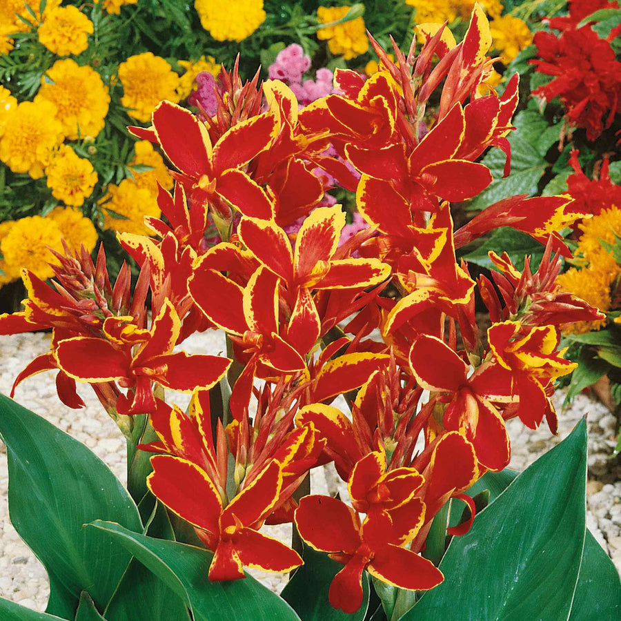 Canna Lily Plant 'Lucifer' - 3 x Rhizomes | Buy Canna Rhizomes Online ...