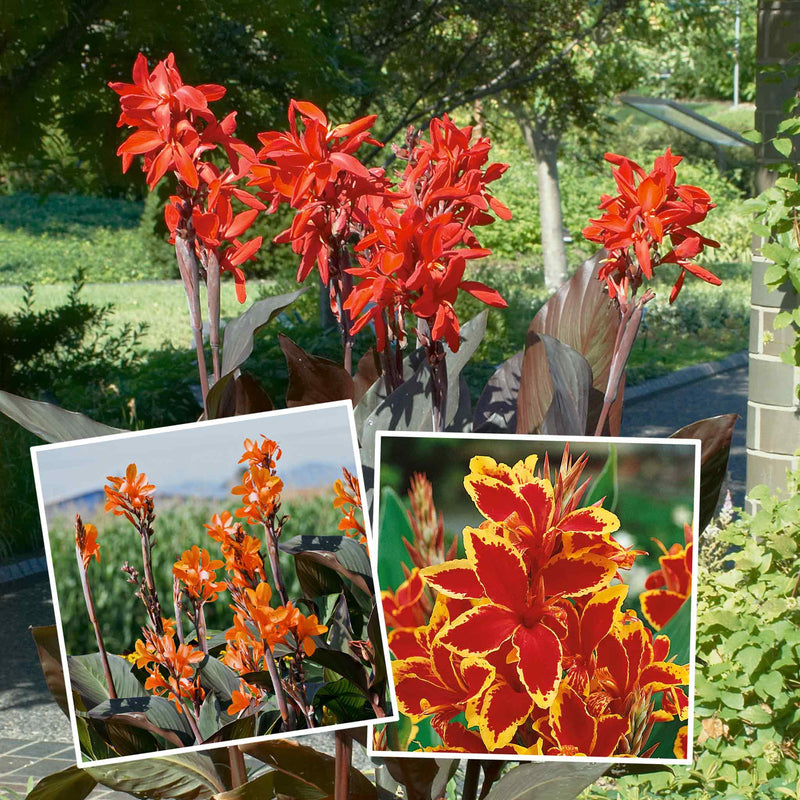 Canna Lily Plant 'Marshalls Collection'