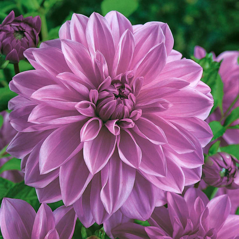 Dahlia Plant 'Lilac Time'