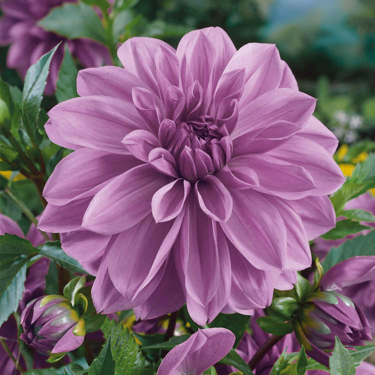 Dahlia Plant 'Lilac Time'