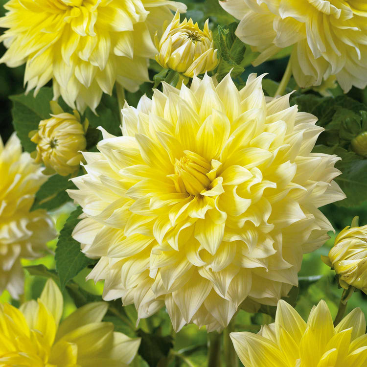 Dahlia Plant 'La Luna'