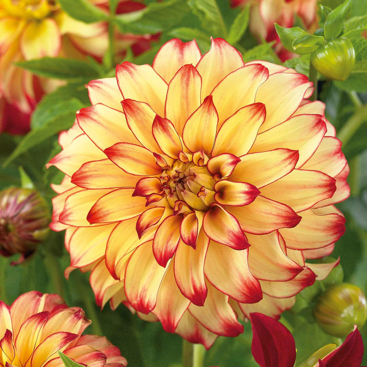 Dahlia Plant 'Lady Darlene'